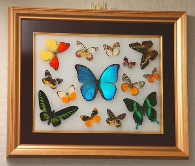 蝶の標本 30匹額装 蝶の標本 30匹額装