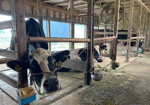 牛乳キャップ（紙栓）現役メーカー表】牛乳キャップ収集情報局