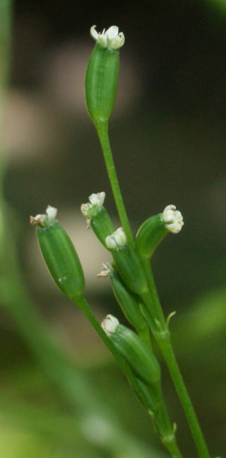 跡見群芳譜(農産譜 ミツバ)