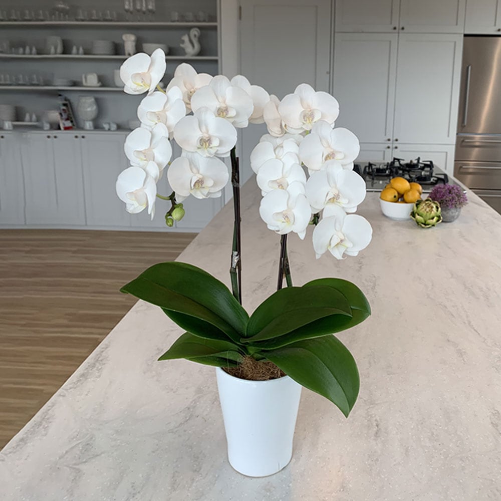 ミディ胡蝶蘭(4号鉢ラージサイズ2本立ち ホワイト系) – AOYAMA GIFT
