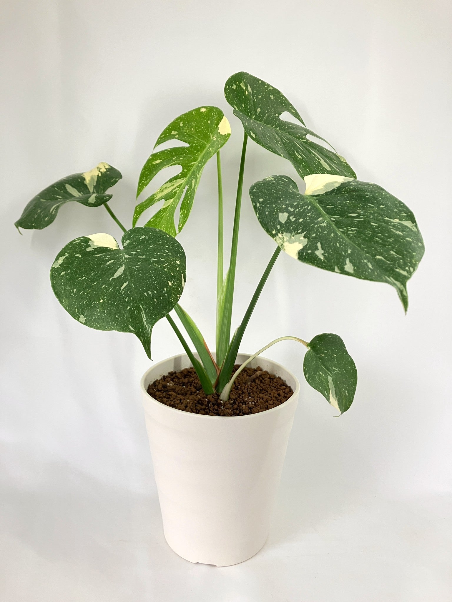 k*u様 2モンステラ タイコンステレーション スターライト 希少