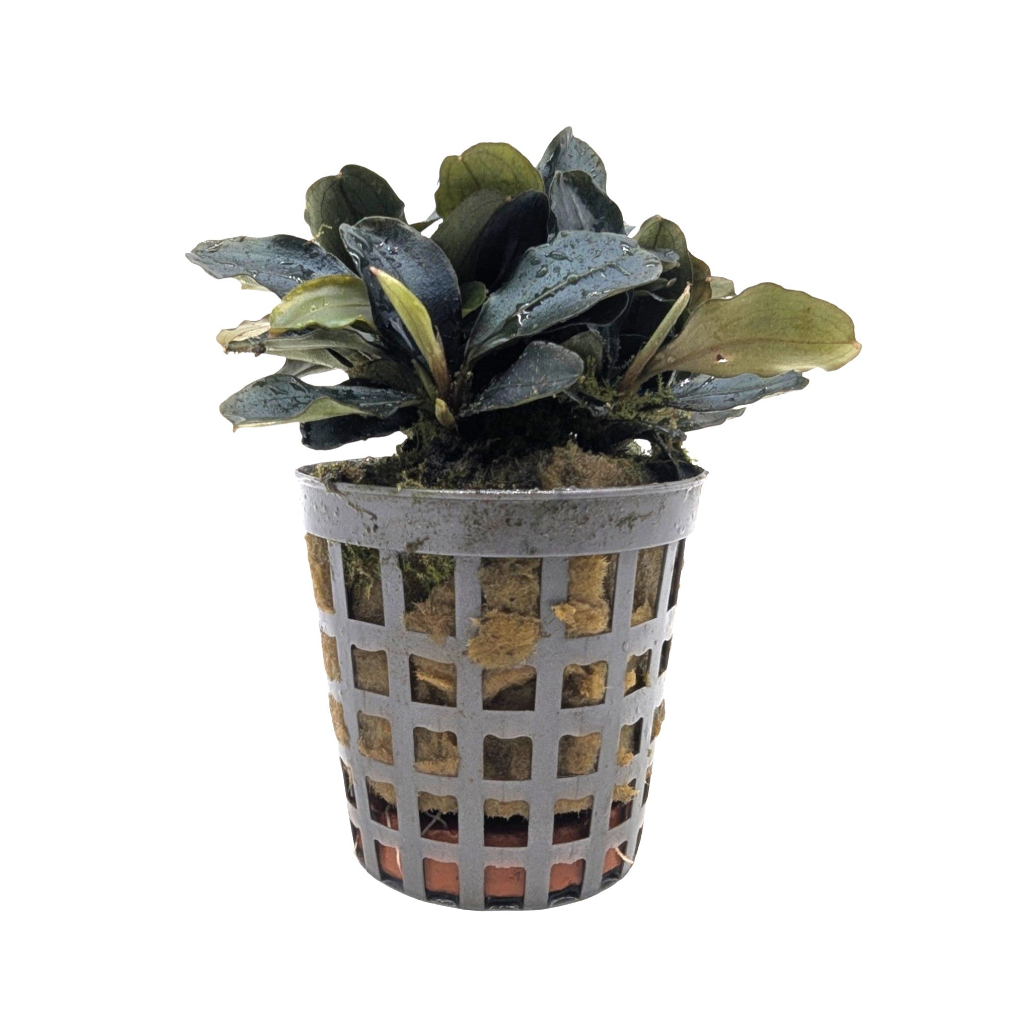 Bucephalandra theia - Rare Flowering Aquarium Plant - Aqua Essentials