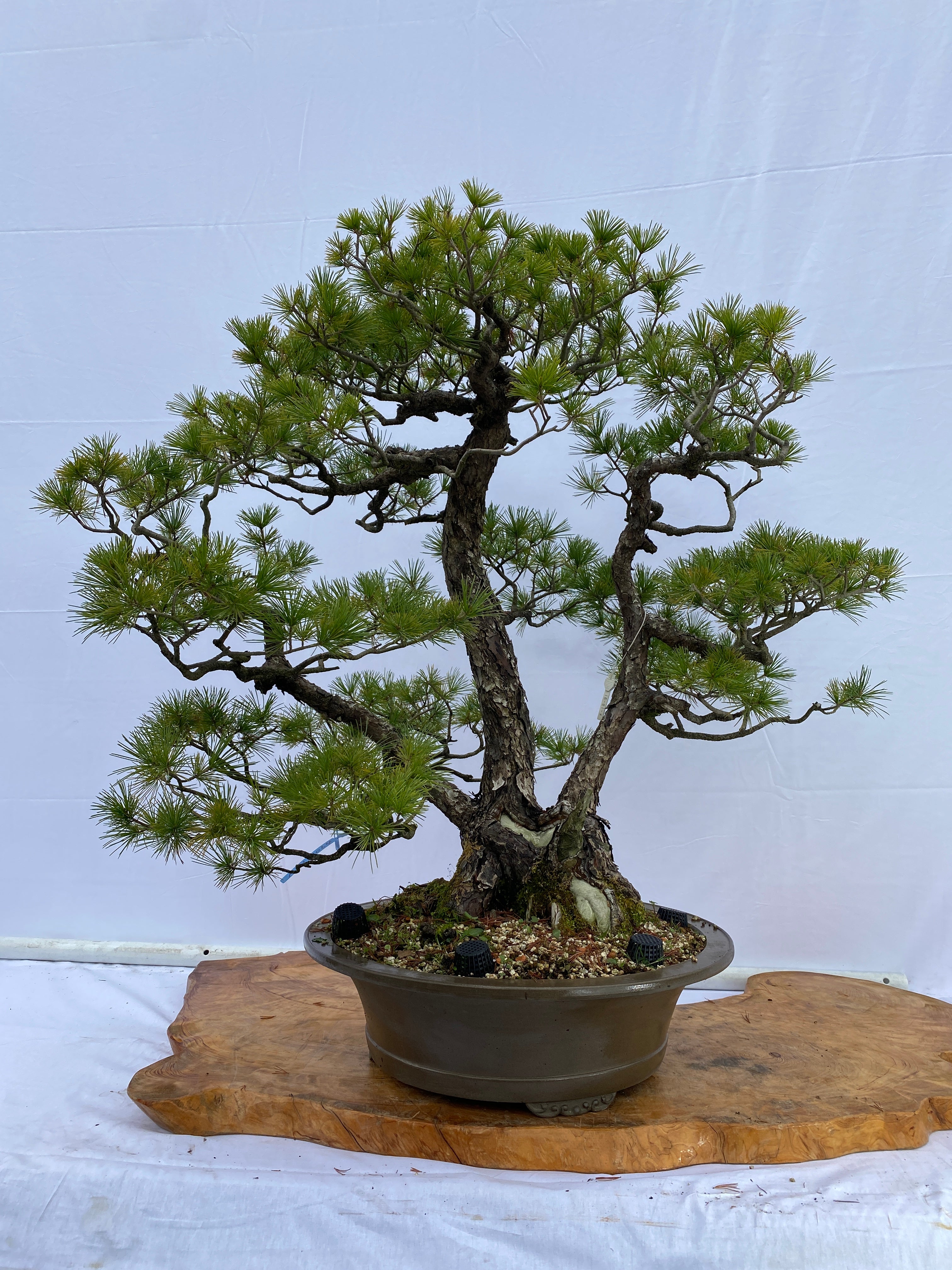 貴風盆栽、赤石五葉松、懸崖作り、幹元太 目立った汚れ傷無し 貴