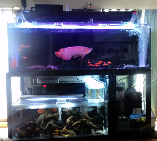 二段式 上部フィルターセット アクリル水槽、オーバーフロー水槽の通販