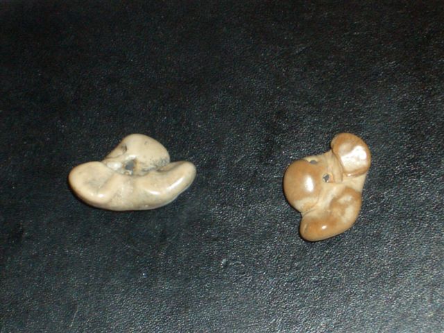 幸運を呼ぶ？ イルカの耳骨 館山湾