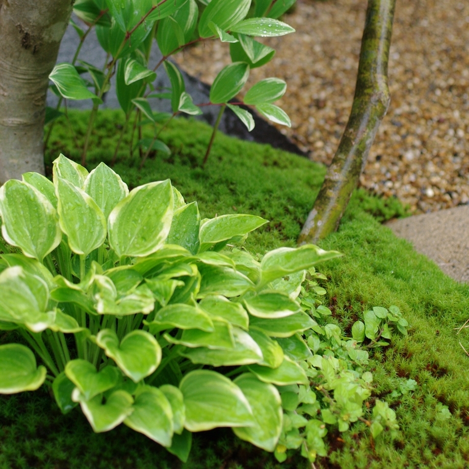 森の樹木図鑑 ギボウシ類 ｜きこりんの森