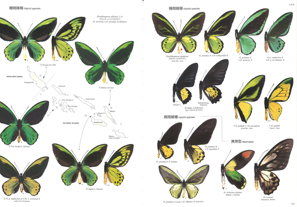 トリバネアゲハ関連書籍