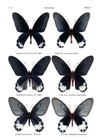 私のラオス蝶類図譜