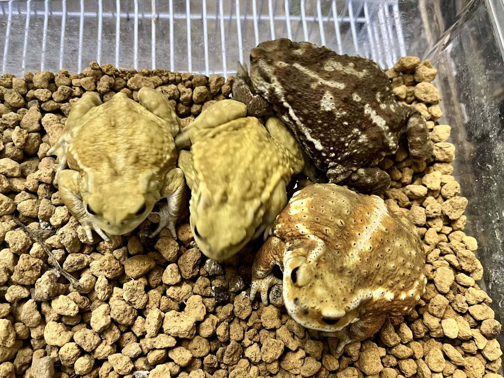 ミヤコヒキガエル の販売 ポロロッカ足柄 神奈川県南足柄市のペット