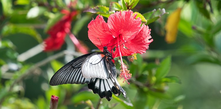 沖縄本島9月の蝶Ⅱ(2015年9月26日～27日)（蝶の解説と写真