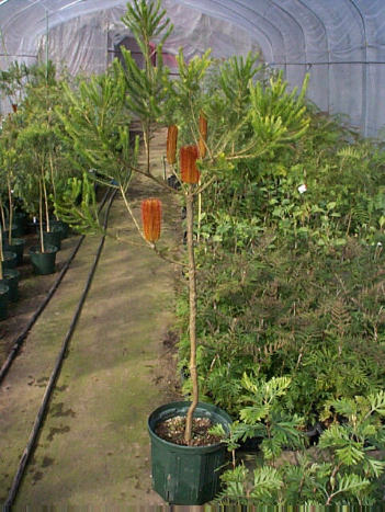 オーストラリア ヒース バンクシア 花木