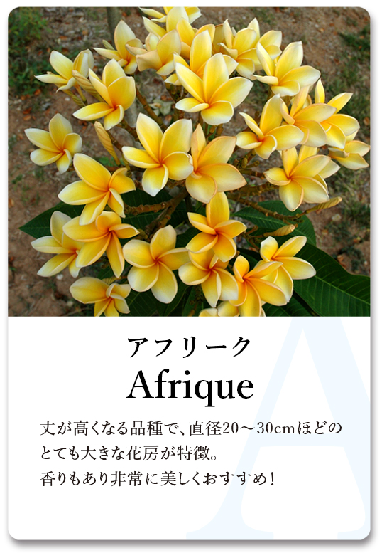 PLUMERIA GUIDE＜プルメリア図鑑＞ | サイタマ プルメリアフェスティバル