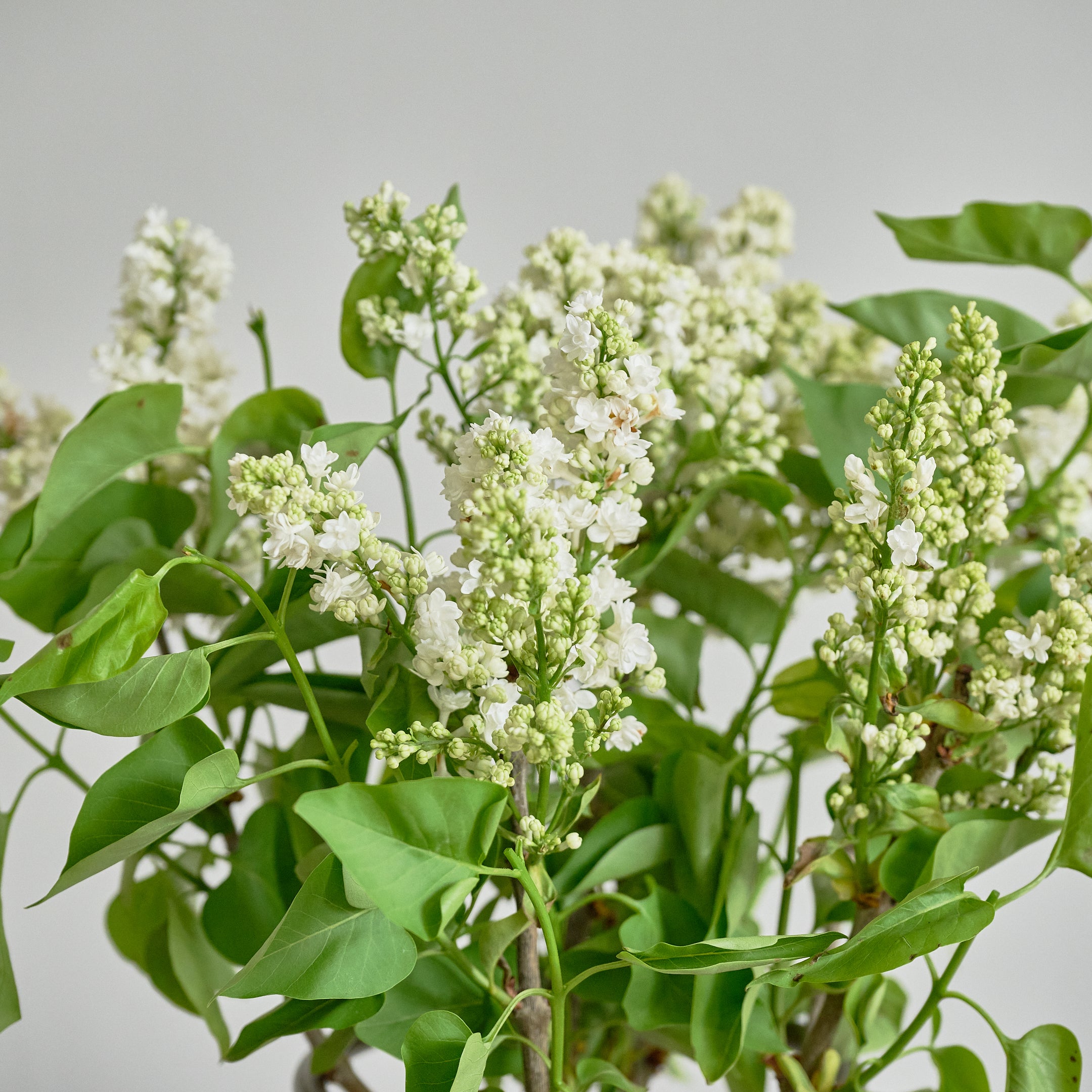 DSC_8500.jpg?v=1717574622&