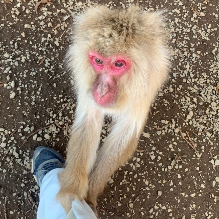 特徴的なおさるさんたち | 高尾山さる園ブログ