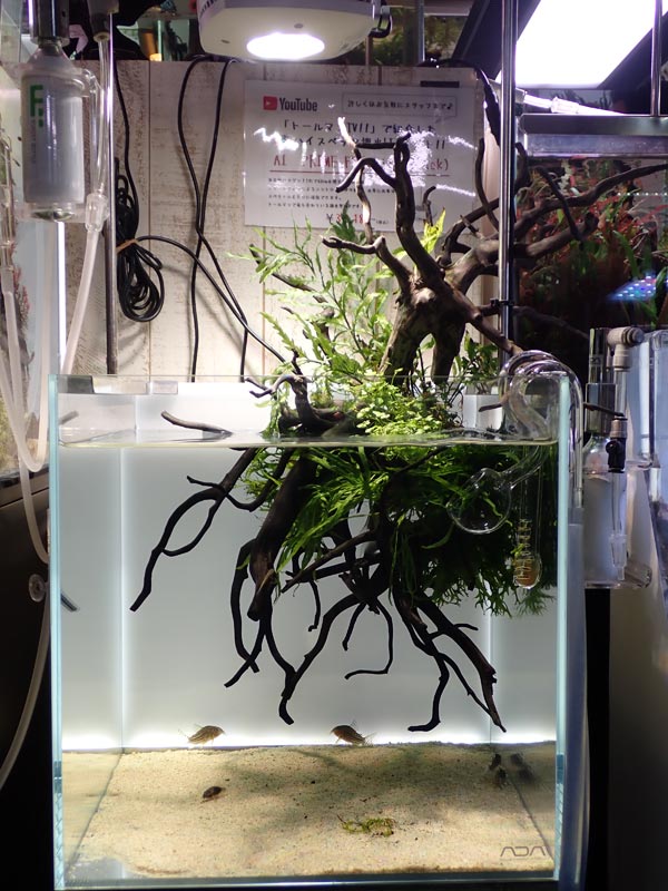 バックライト”Siels”のご案内 ＆ 即興レイアウト水槽その後