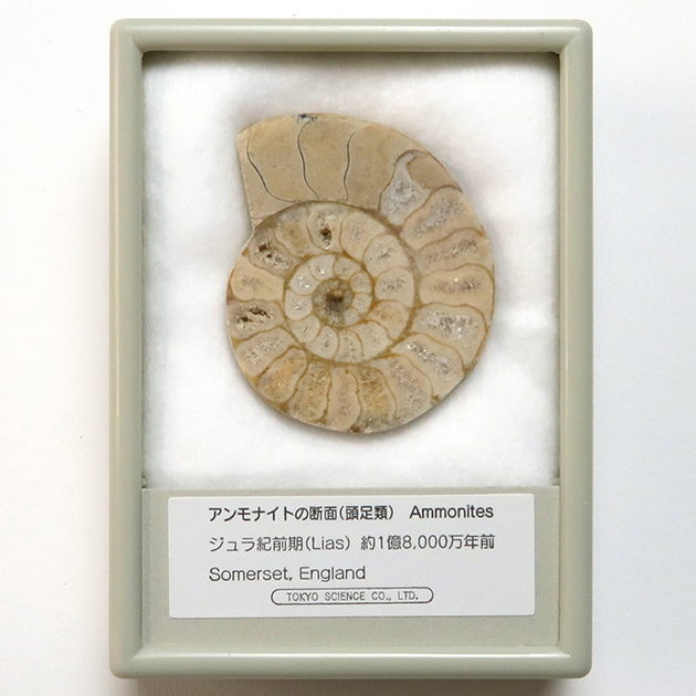 アンモナイト化石標本セット アンモナイトセット001｜恐竜・化石グッズ