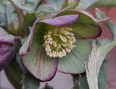 クリスマスローズ ヘレボルスの原種・原種を使った交配種販売