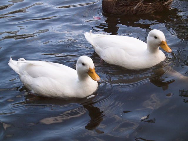 コールダック｜いきもの図鑑｜ZOO CAN DREAM PROJECT