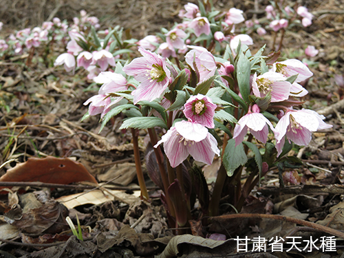 クリスマスローズ 原種交配 チベタヌスhyb 29 クリスマスローズの原種