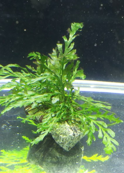 流木や岩に活着して育つ水草です 【アクアフィールド】熱帯魚・水草の