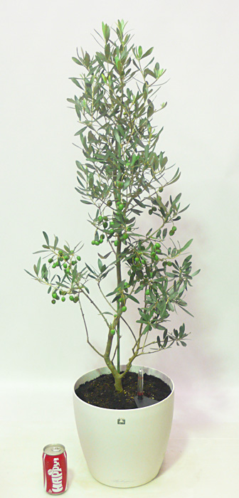 オリーブの木 アスコラーナ 7号 約140cm NO.846 現品掲載 オリーブの木