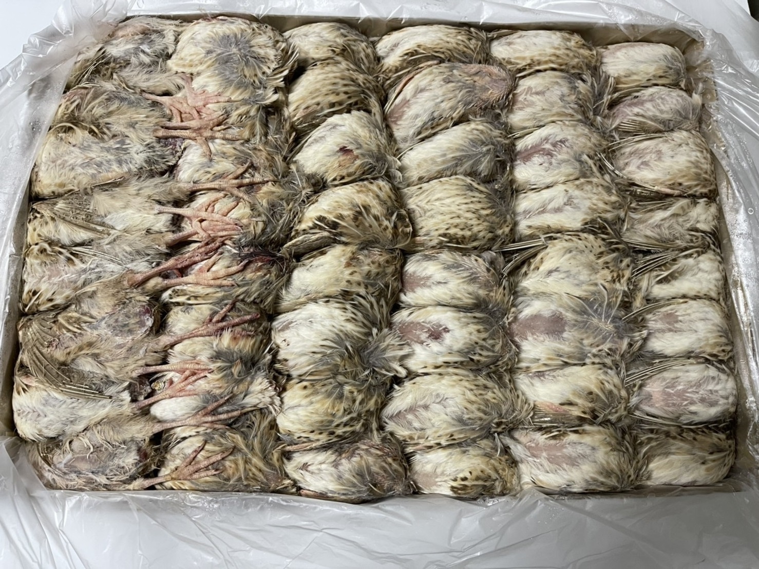 フクロウの餌｜冷凍ウズラ・カットウズラ・ウズラのミンスの販売・通販