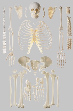 等身大骨格模型