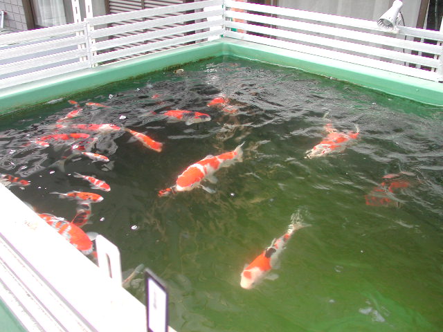 お客様池紹介 - 川合観賞魚