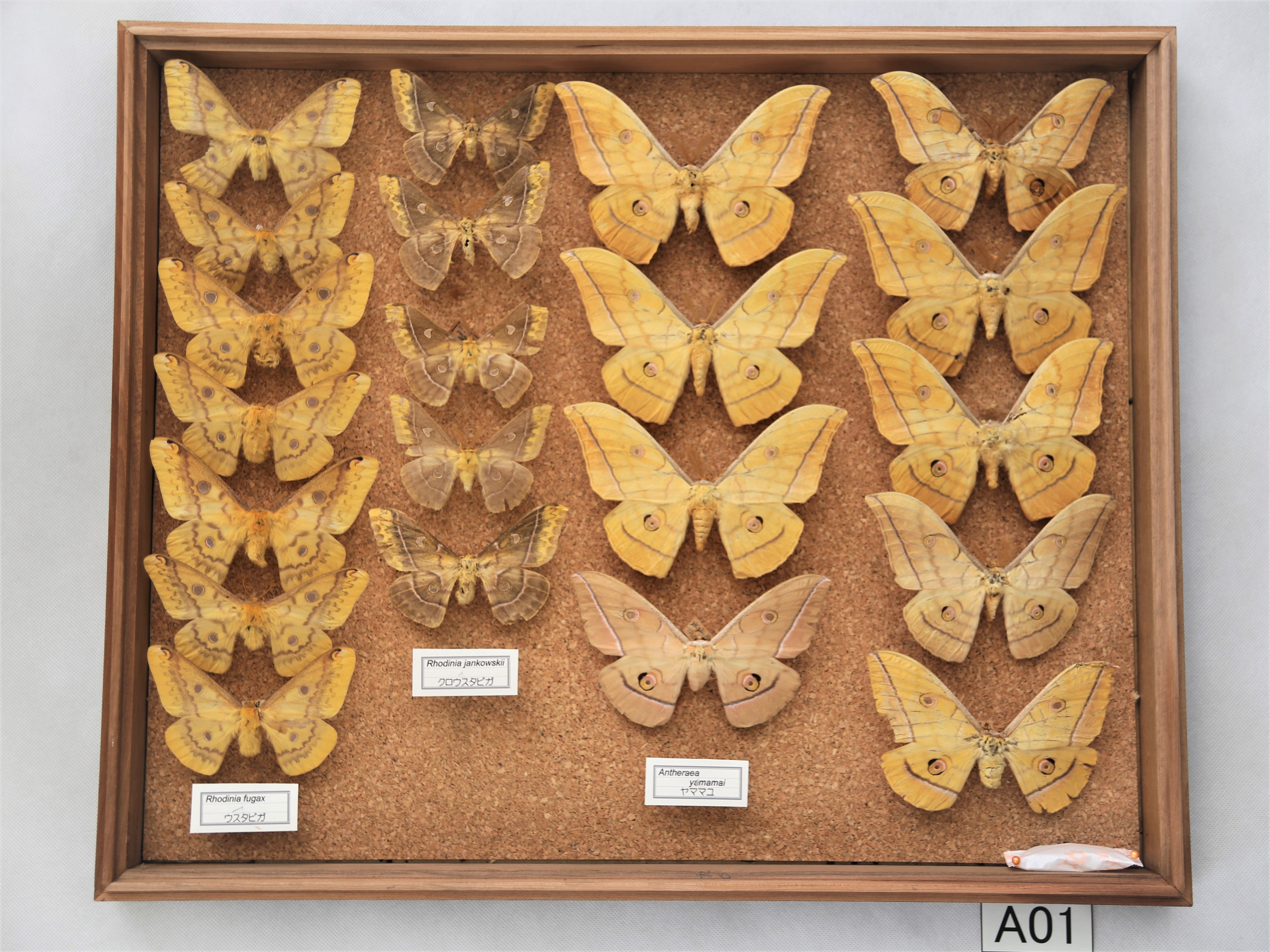 昆虫標本データ