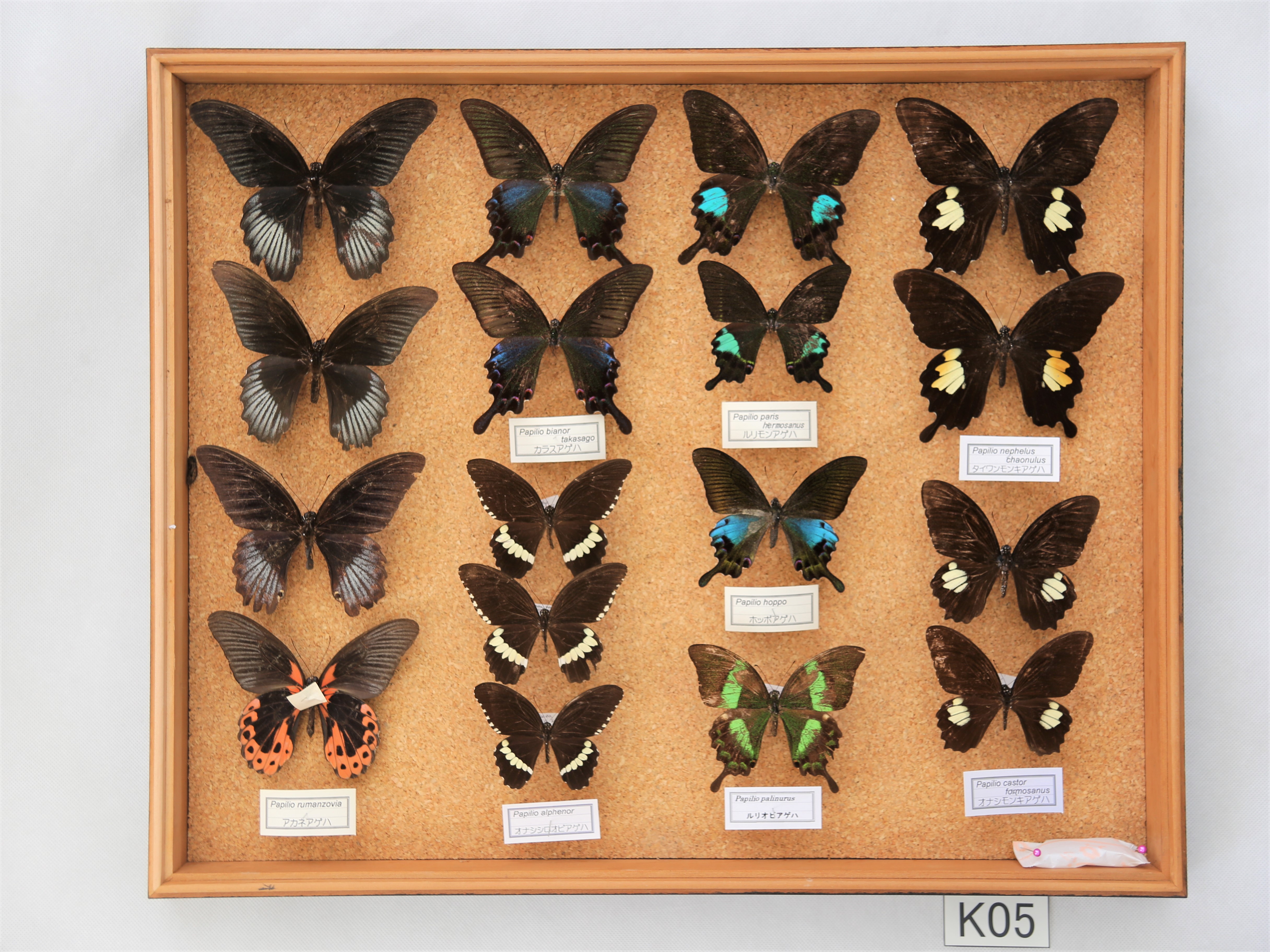 昆虫標本データ