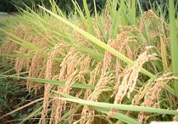 実践者の声 第5回 「森下自然医学」理論をベースに「静電三法」の技術