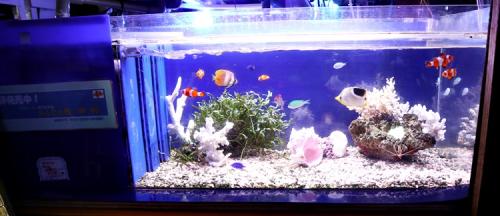 世界のとれたて海水魚(通信販売)の日海-web.com<日海センター