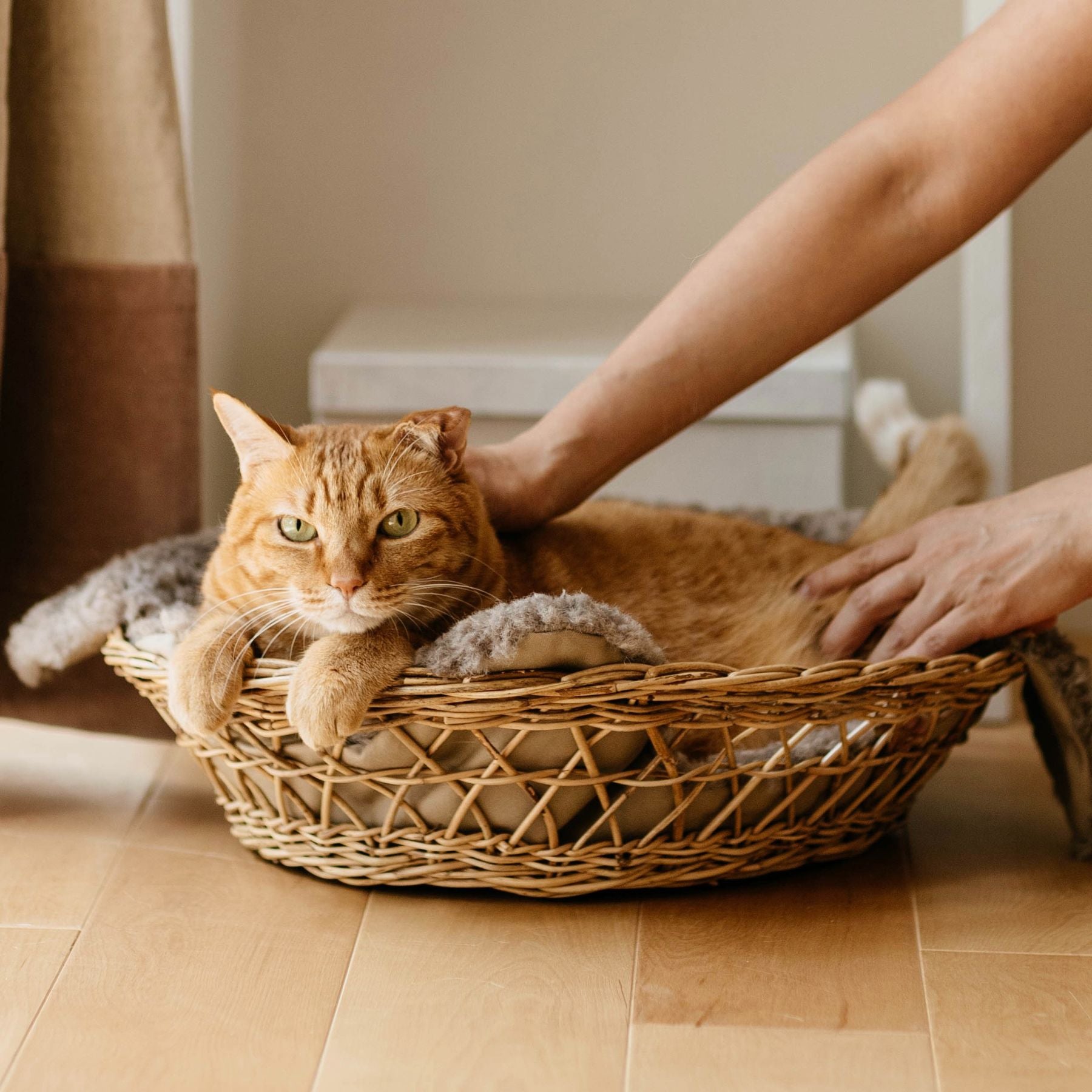 オルネコ・キャットバスケット Blottie｜オルネコ（ベッド・ハウス