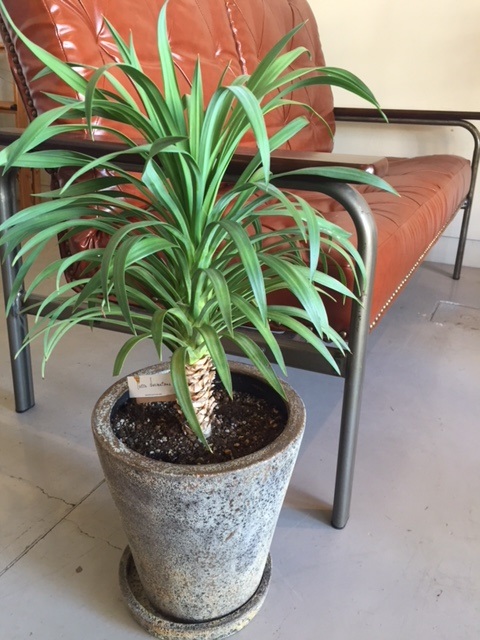 ユッカデスメティアーナ（鉢植え込み） 商品詳細｜観葉植物