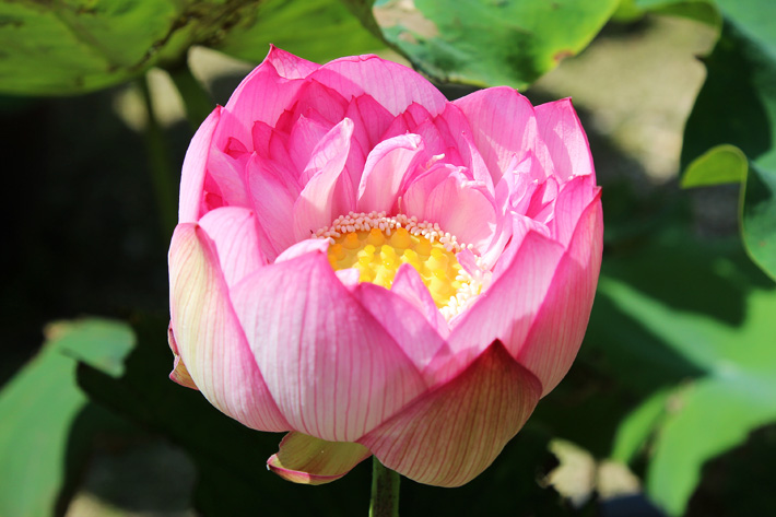 玉繍蓮 | 高田本山の蓮図鑑 | 真宗高田派本山 専修寺