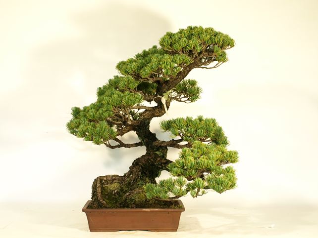 五葉松盆栽 模様木 No.a6-9 | 五葉松 専門盆栽園 松風園(しょうふう