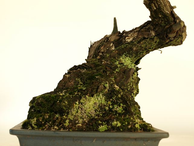 五葉松盆栽 斜幹 No.a8-31 | 五葉松 専門盆栽園 松風園(しょうふうえん