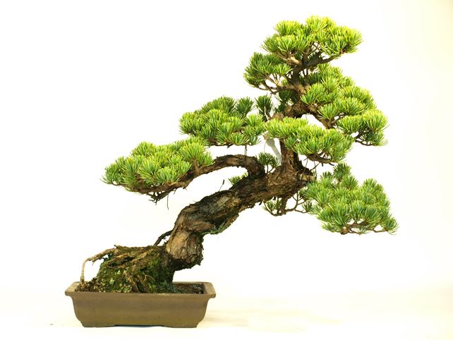 五葉松盆栽 斜幹 No.a9-33 | 五葉松 専門盆栽園 松風園(しょうふうえん
