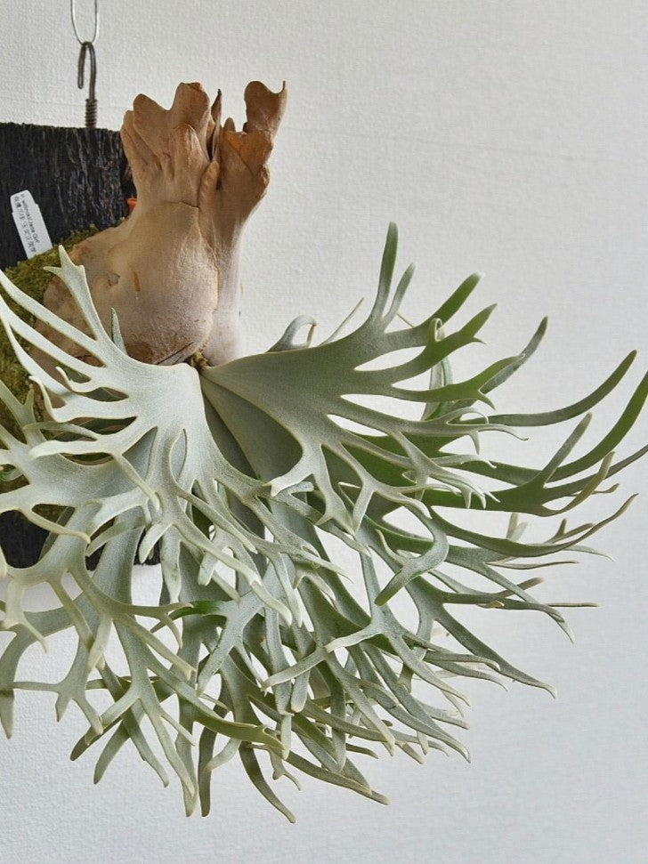 板付け】P.willinckii 'Jade Girl' spore 1201 ビカクシダ p