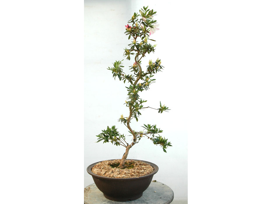 ヤマカ園芸, 皐月販売