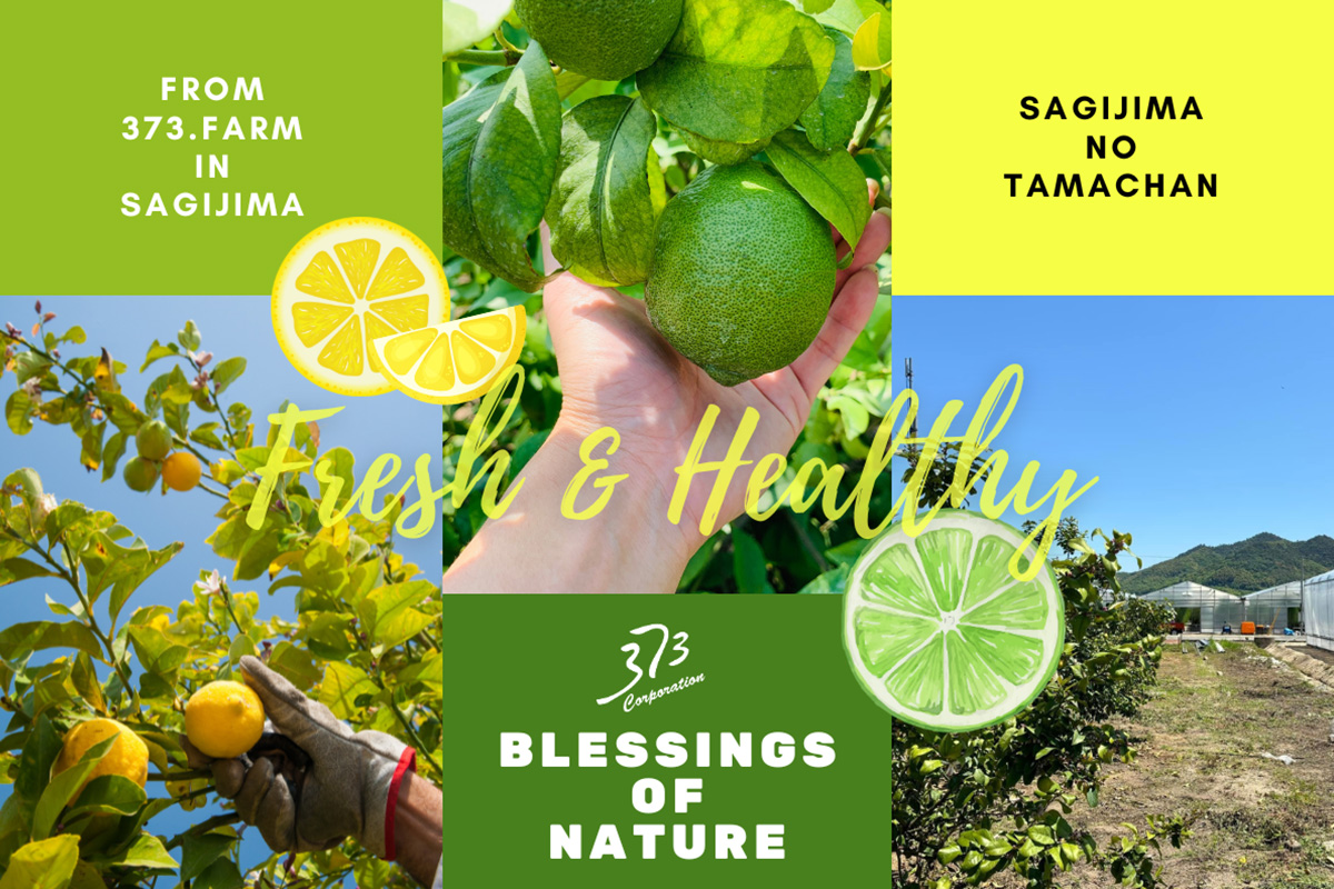 新商品レモン「たまちゃん」 | 認定農業法人 373.farm