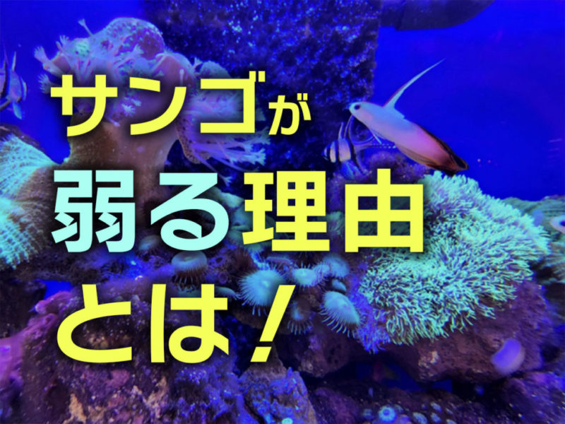 海水水槽用添加剤7選｜海水魚・サンゴにおすすめなコンディショナー