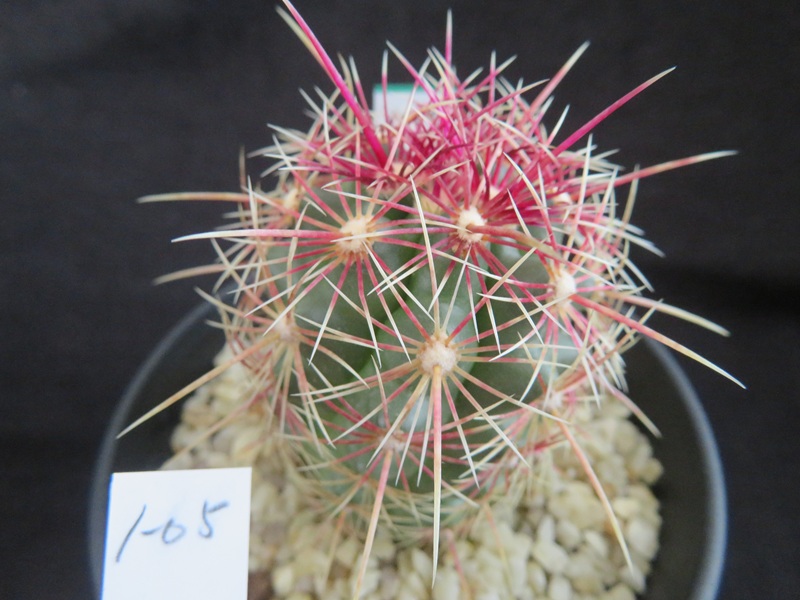 高木カクタス＜信州安曇野 サボテンと多肉植物販売＞