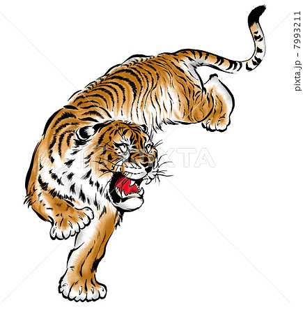 日本画 虎のイラスト素材 [7993211] - PIXTA
