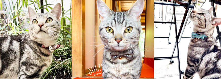 Mary】ミニサイズ！オッドアイの蝶ネクタイねこちゃん形オルゴ☆他1点