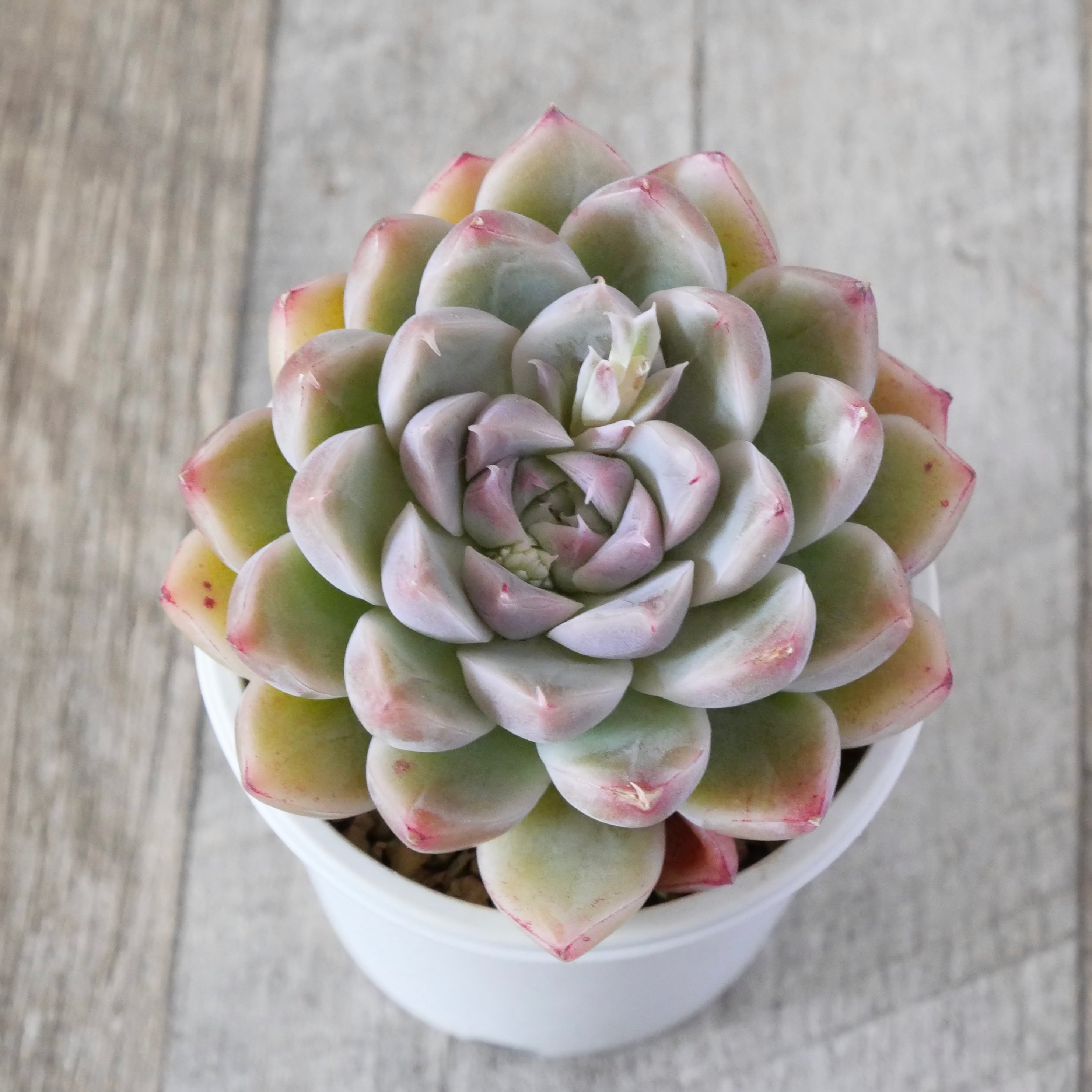 7 希少丸葉タイプ エリキュラミス エリキュラミス】の紹介ページ｜E