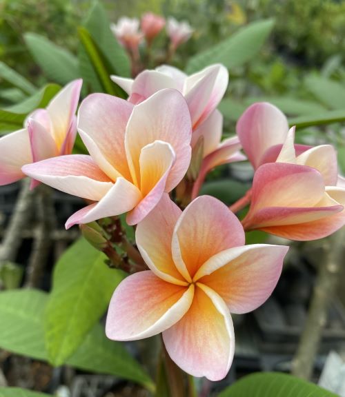 楽天市場】プルメリア（鉢花｜花・観葉植物）：花・ガーデン・DIYの通販