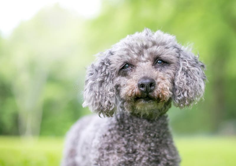 A Gray Miniature Poodle Mixed Breed Dog Stock Image - Image of