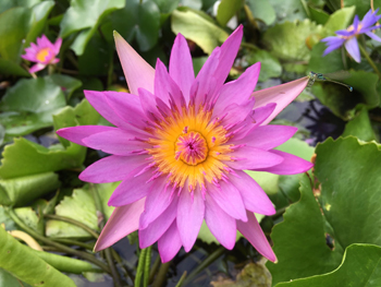 スイレン】 ピンクカペンシス(熱帯睡蓮) 19cmカゴ | 杜若園芸WEB