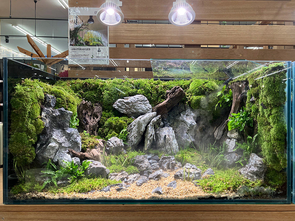 青龍石-9 | 杜若園芸WEBショップ｜水草の生産販売【通販ショップ】